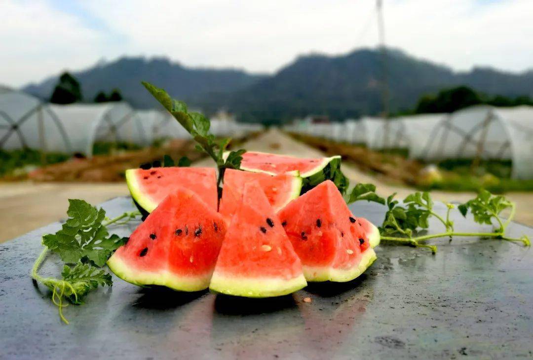 夏日嘉语走这里的西瓜熟了一起去享受夏天的味道