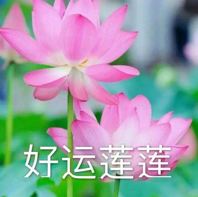 万事顺意!呆家,就是贡献!活着,就