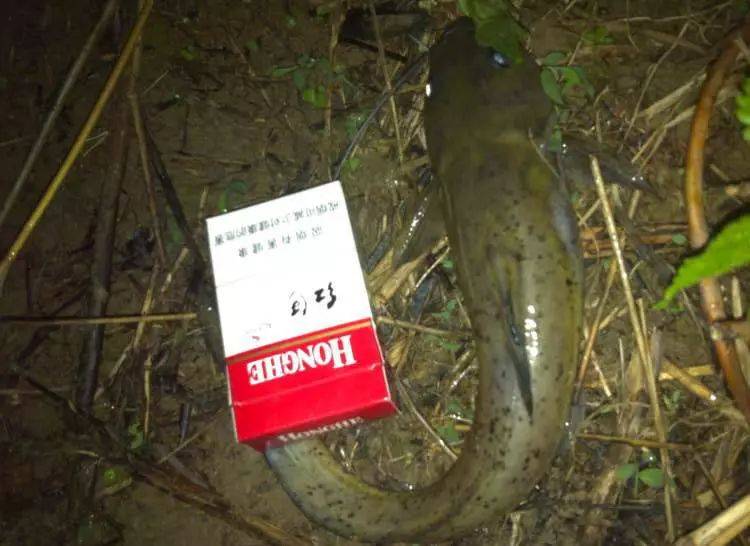 鱼身有黑色小斑点的“芝麻剑”已是很难尝到的人间美味_石头_头部_广西