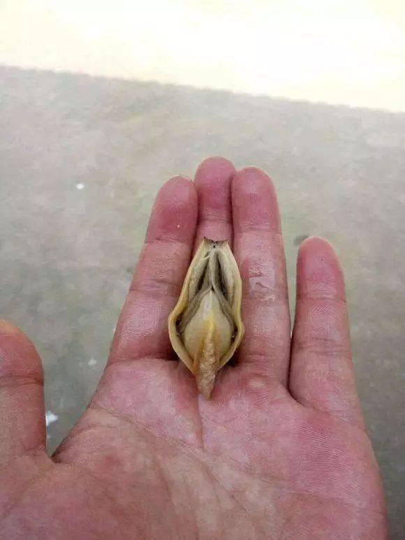 夏日摸河蚌肉肉肥美营养丰富是农村餐桌上的美味