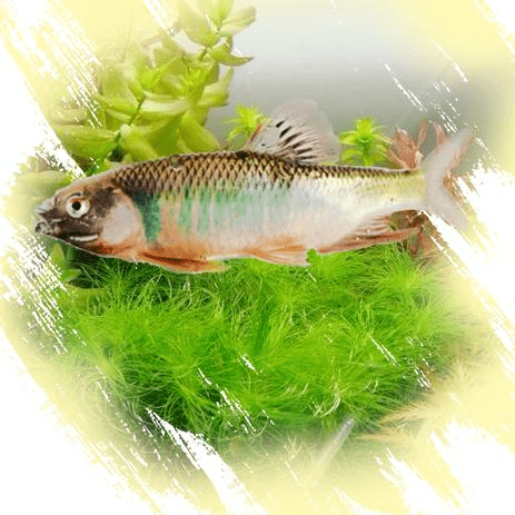 我生活在你身边丨你好,我是宽鳍鱲——我可是溪流中的靓丽风景线