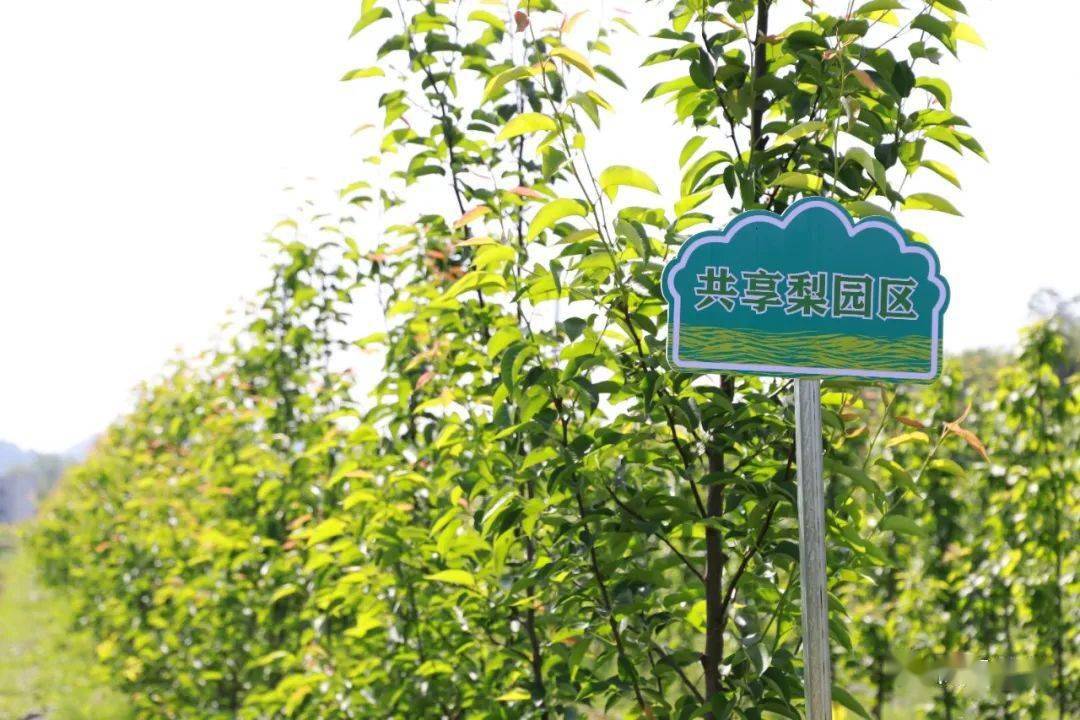 一起去认养一颗梨树_果园_发展_果树