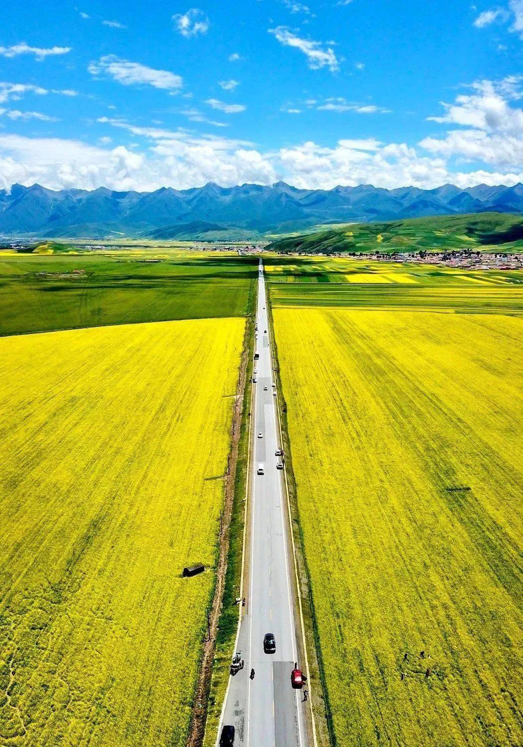 遇见门源,邂逅百里油菜花海_海北_金色_的花海
