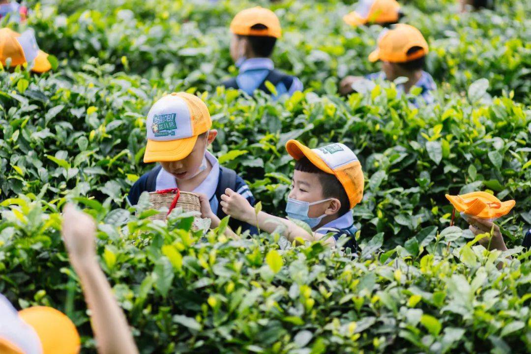 劳动教育怎么做一起来看这所学校的趣味采茶劳动体验活动吧