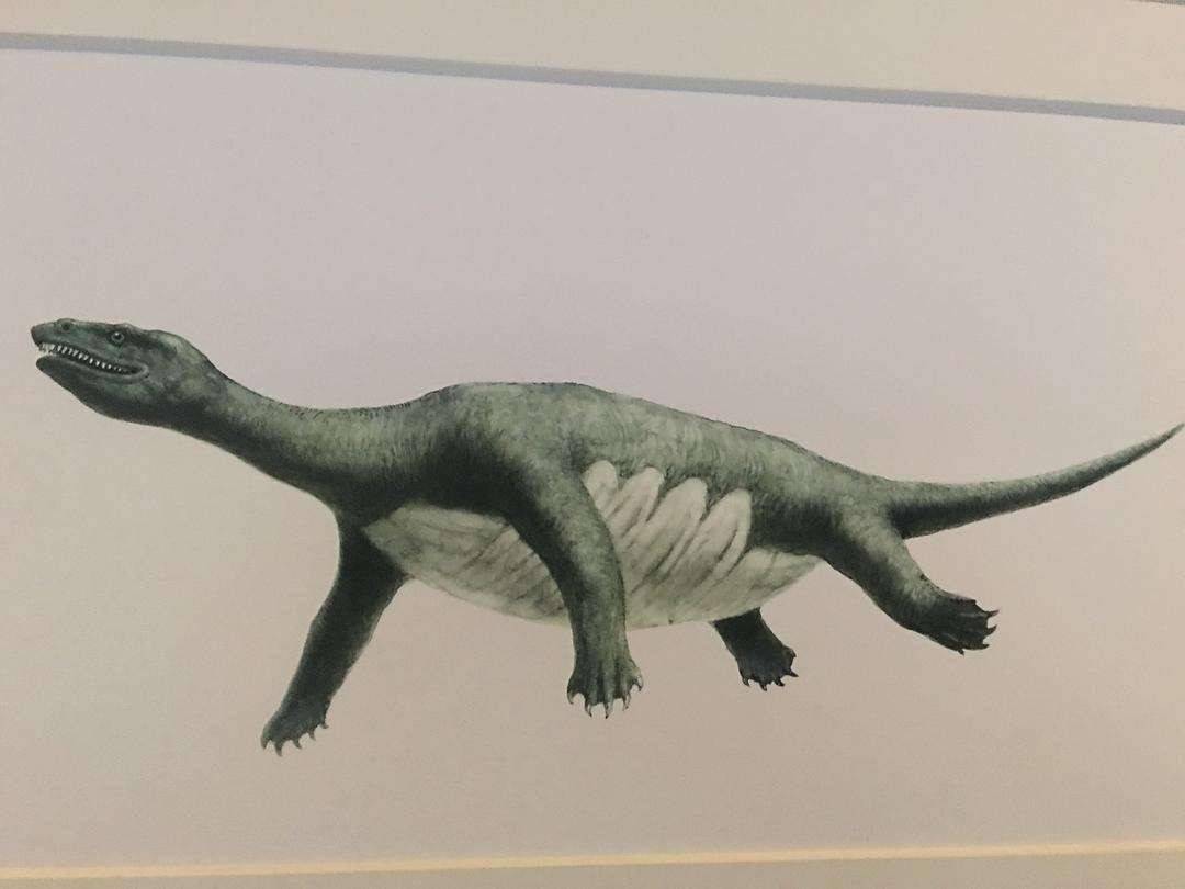 半甲齿龟背甲的形成始于脊椎位置,同时与肋骨的特化有显著关系,这表明