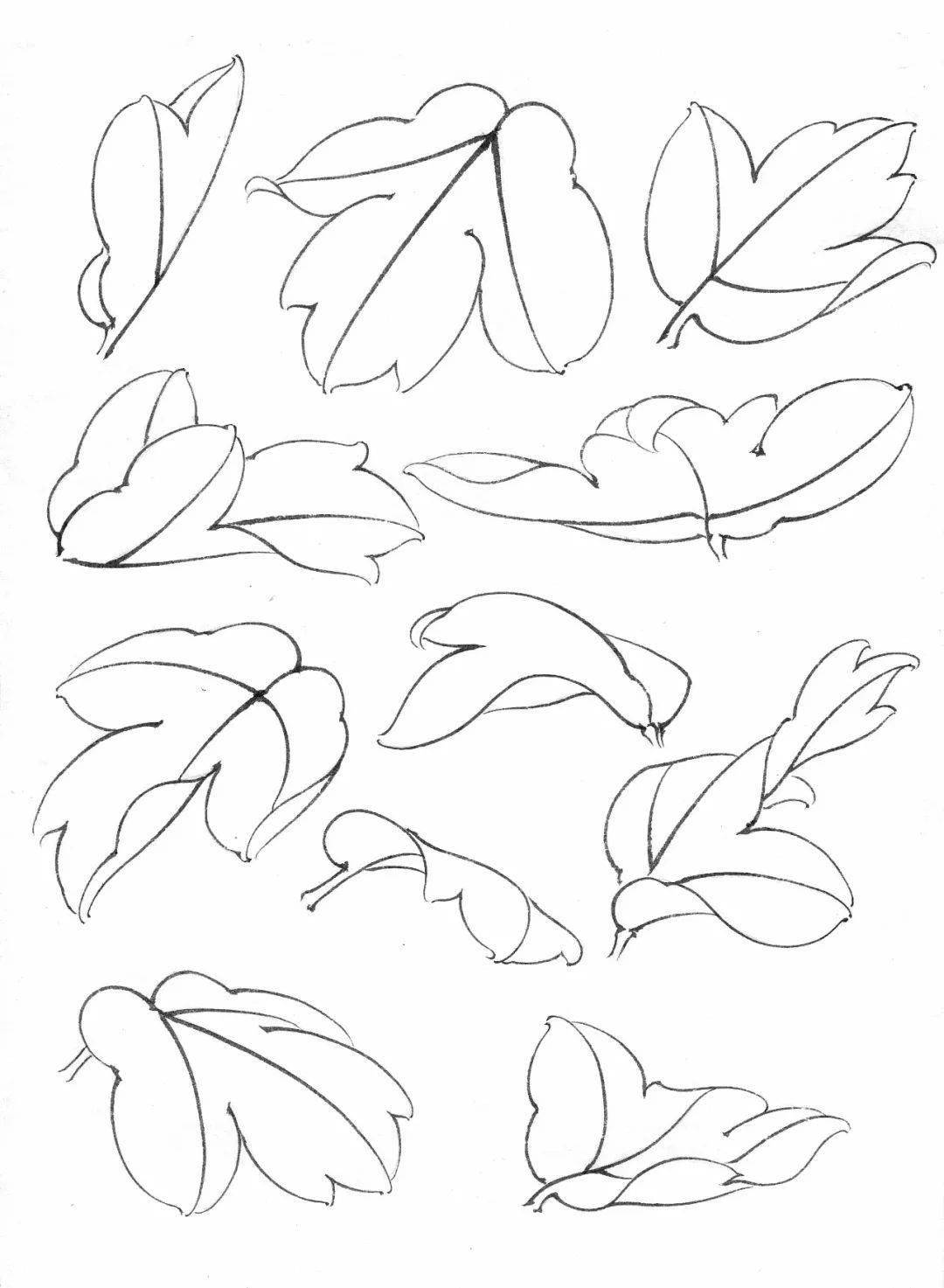 牡丹叶子的画法简笔画图片