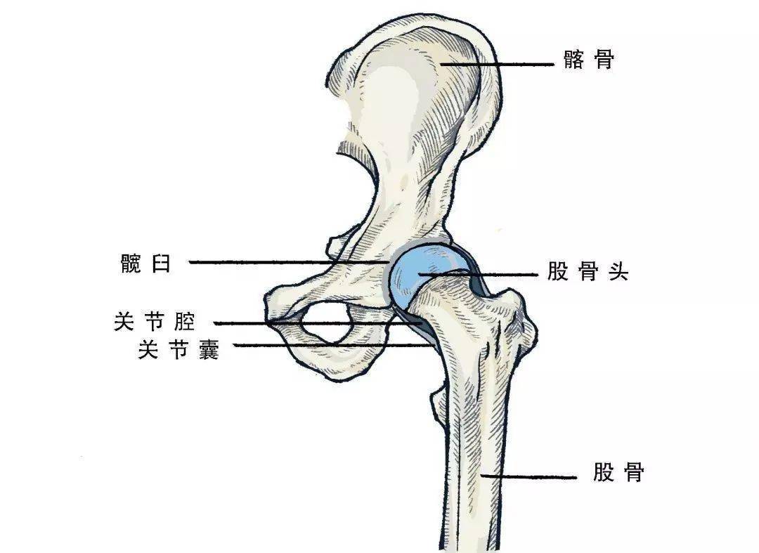 人体股骨头位置图图片