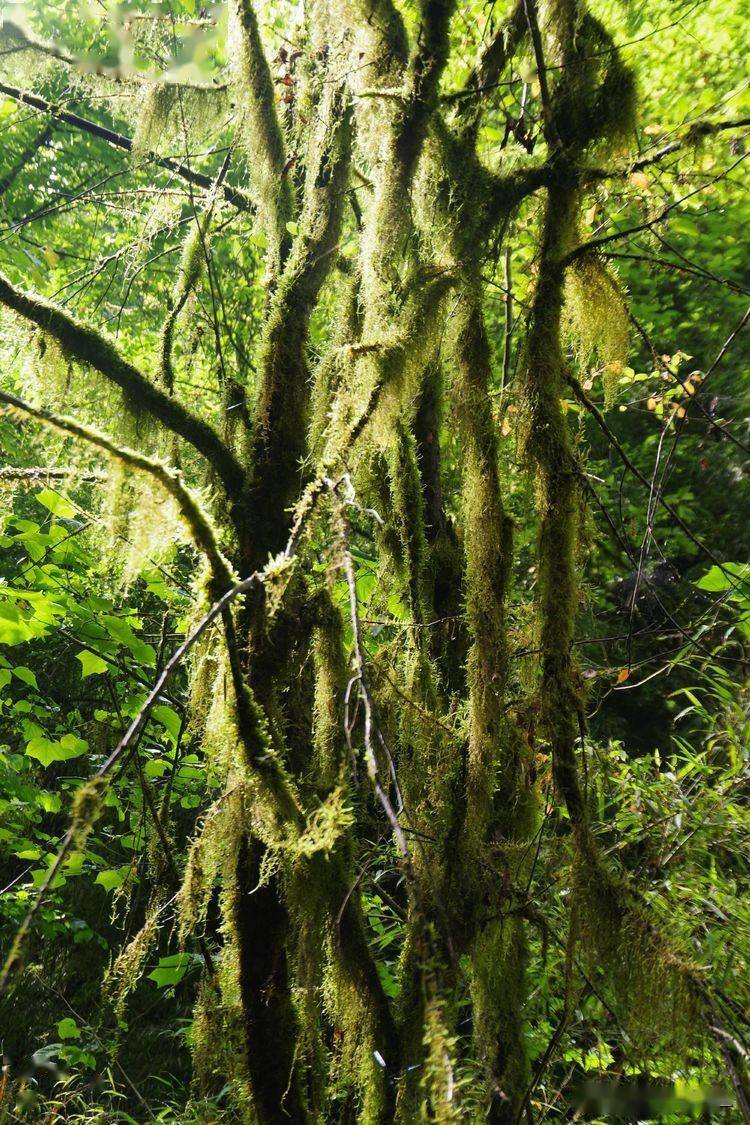 两日游六景,汉中红军路上风光美_革命_楠竹林_农家饭