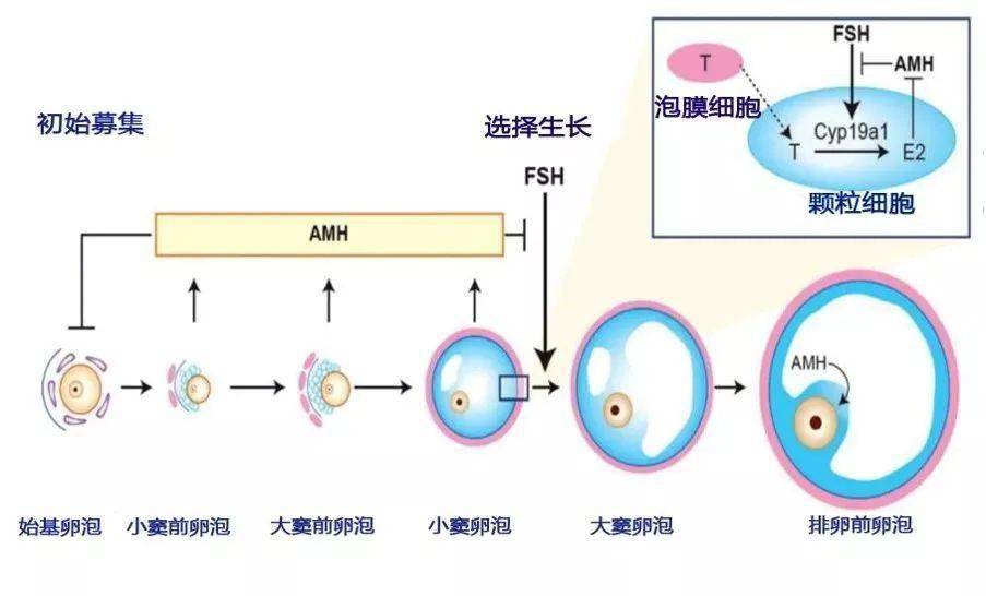 排卵后卵泡留下空壳图图片