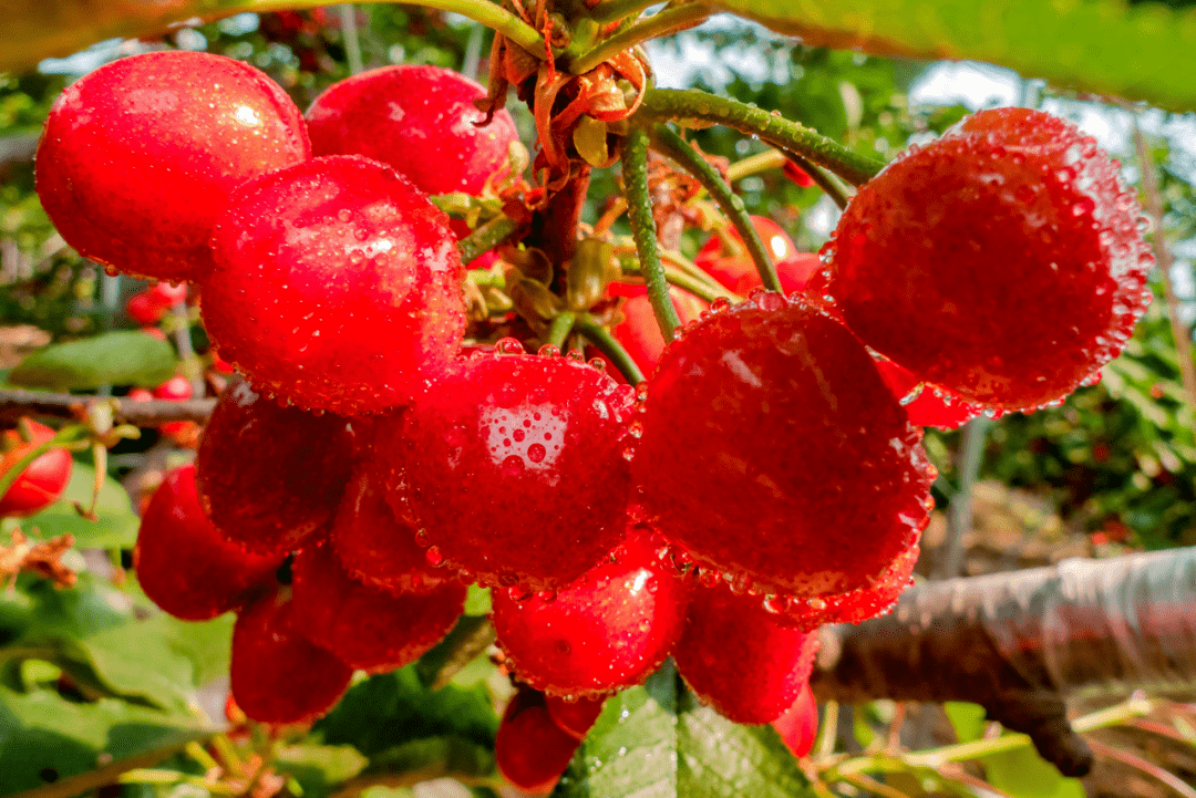 枣庄名优农产品一山亭火樱桃