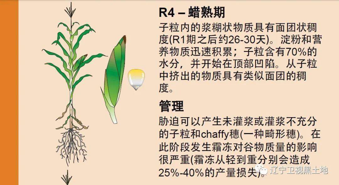 玉米各个生育时期的特征及管理方法值得收藏