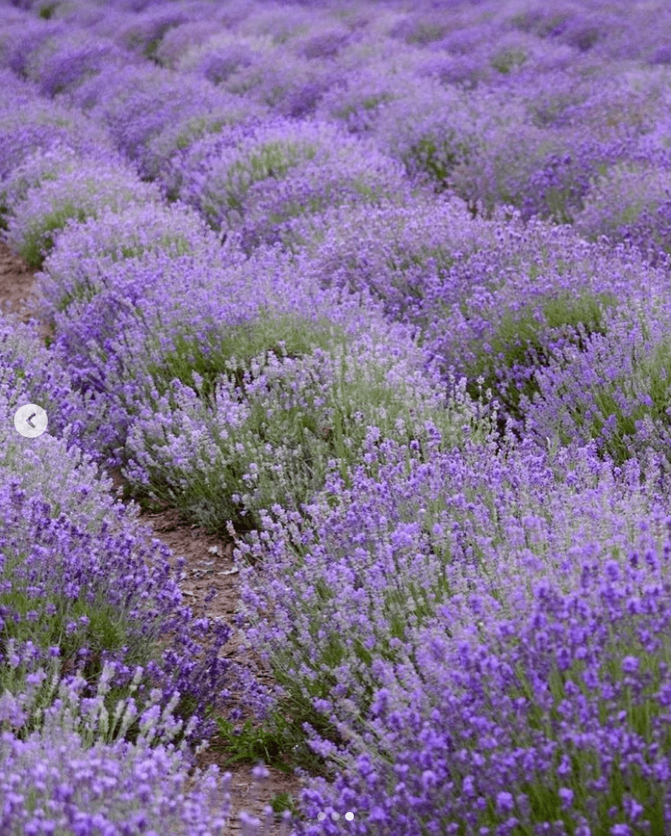 24种紫色花薰衣草图片