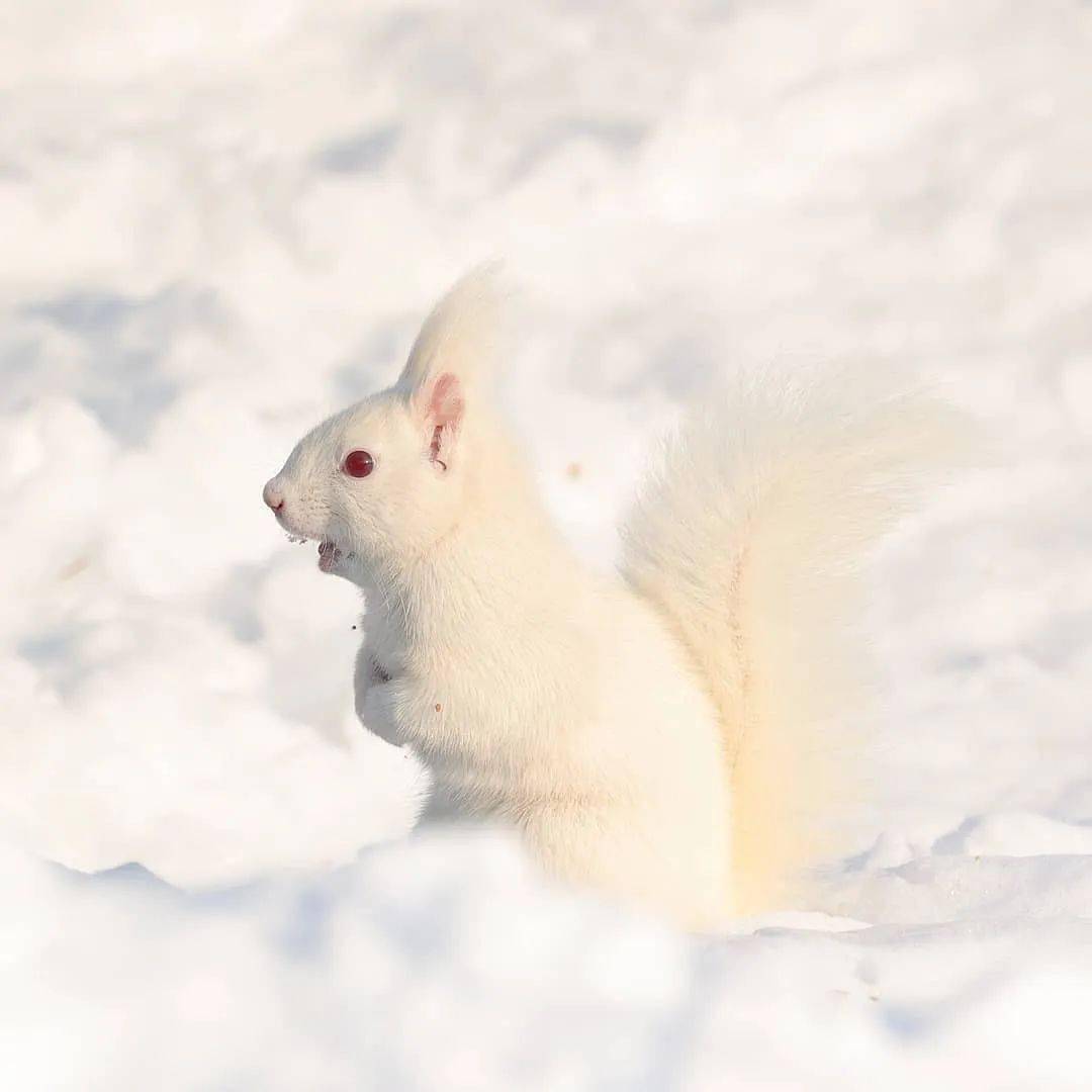 雪地松鼠 极品图片
