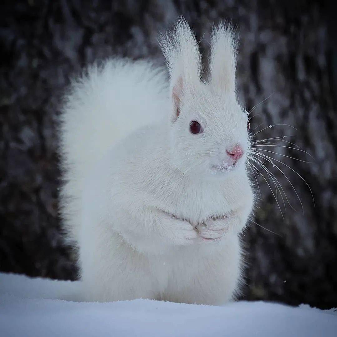 世界上非常非常罕见的白松鼠雪地里的精灵