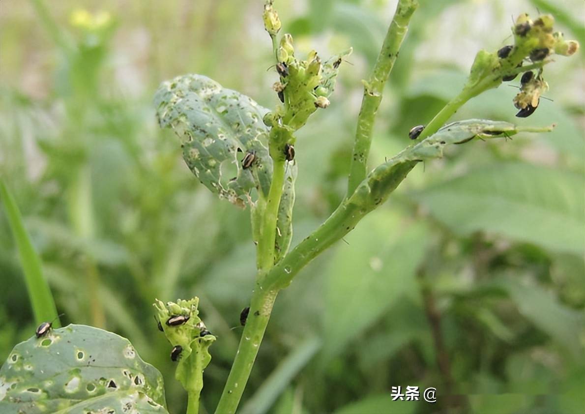 白菜跳甲虫图片