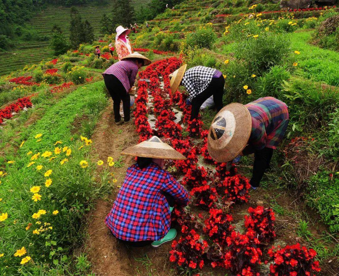 一早,村民们已在路边等候送花的货车,卸车,背筐送花,铲土,放肥,种花