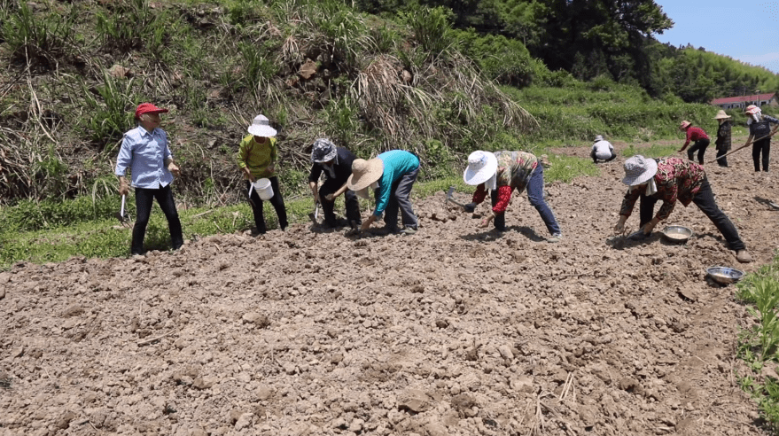 双牌因地制宜向高旱地要粮_种植_旱稻_红米