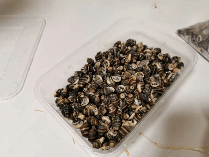 有些织纹螺种类螺口处呈白色表面图案看起来就像织布1到3条紫褐色或