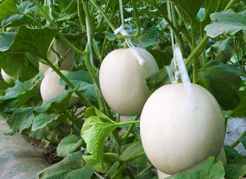 瓜中玉琉璃清爽多汁冰着更好吃