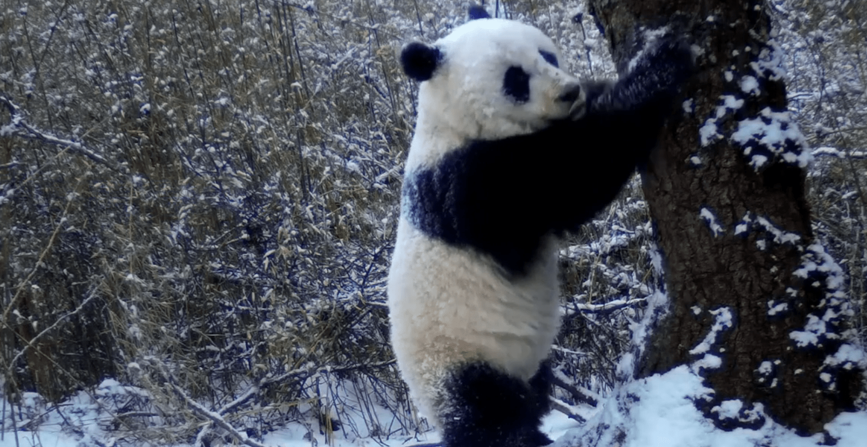 宝妈耐心带娃 绵阳平武野生大熊猫母子同框出镜