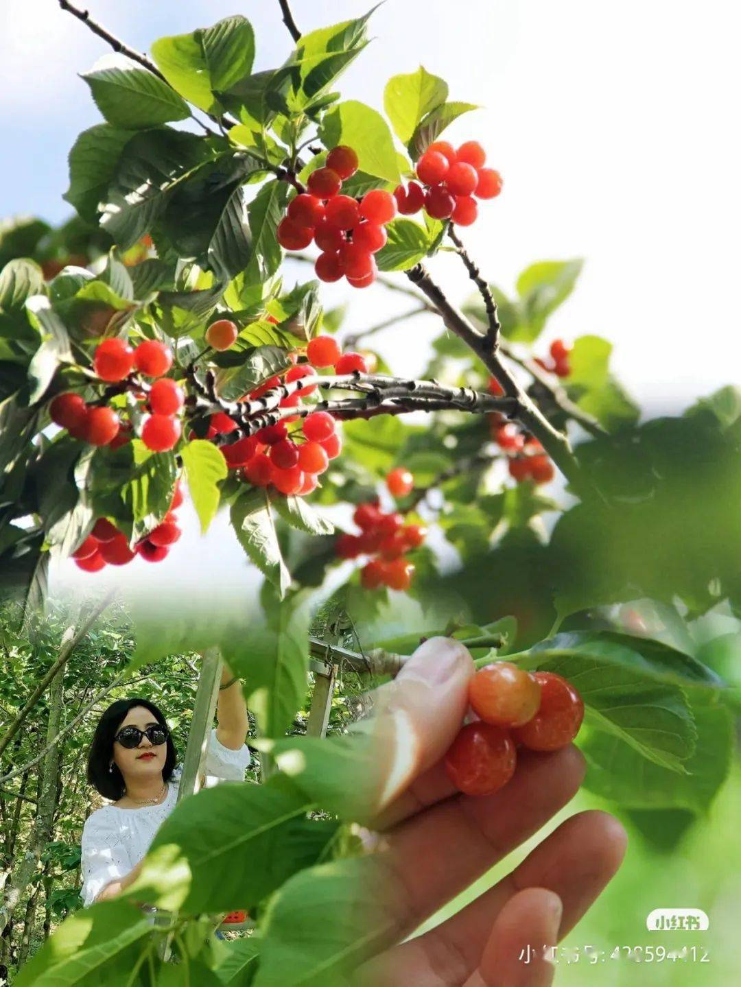 昆明周边樱桃采摘地出炉! 错过又要等一年!_柯南_烧烤_羽众