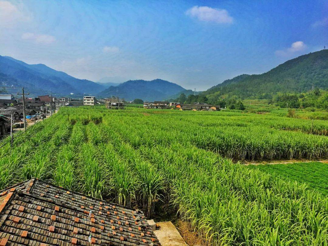 近日,記者來到漳平市西園鎮基泰村.