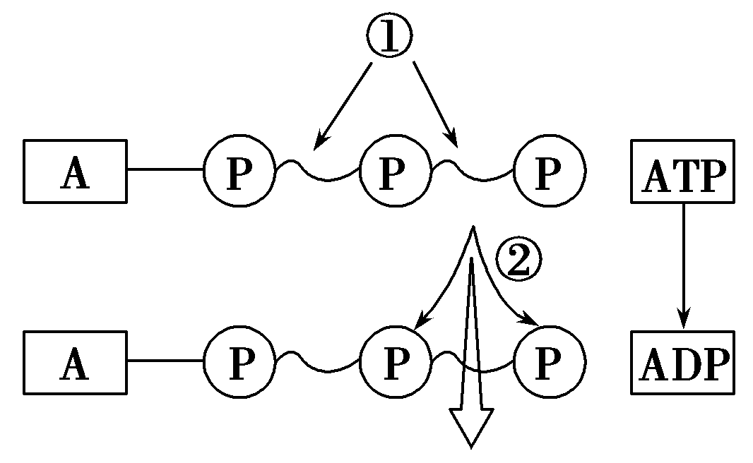 【生物課】atp的結構和功能_能量_磷酸_來源