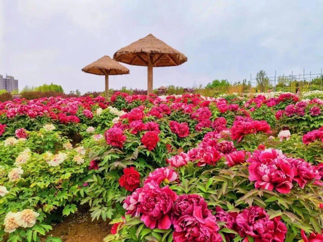 5月13日周五旅顺牡丹园牡丹月季花海油菜花海紫藤花海美拍观小动物