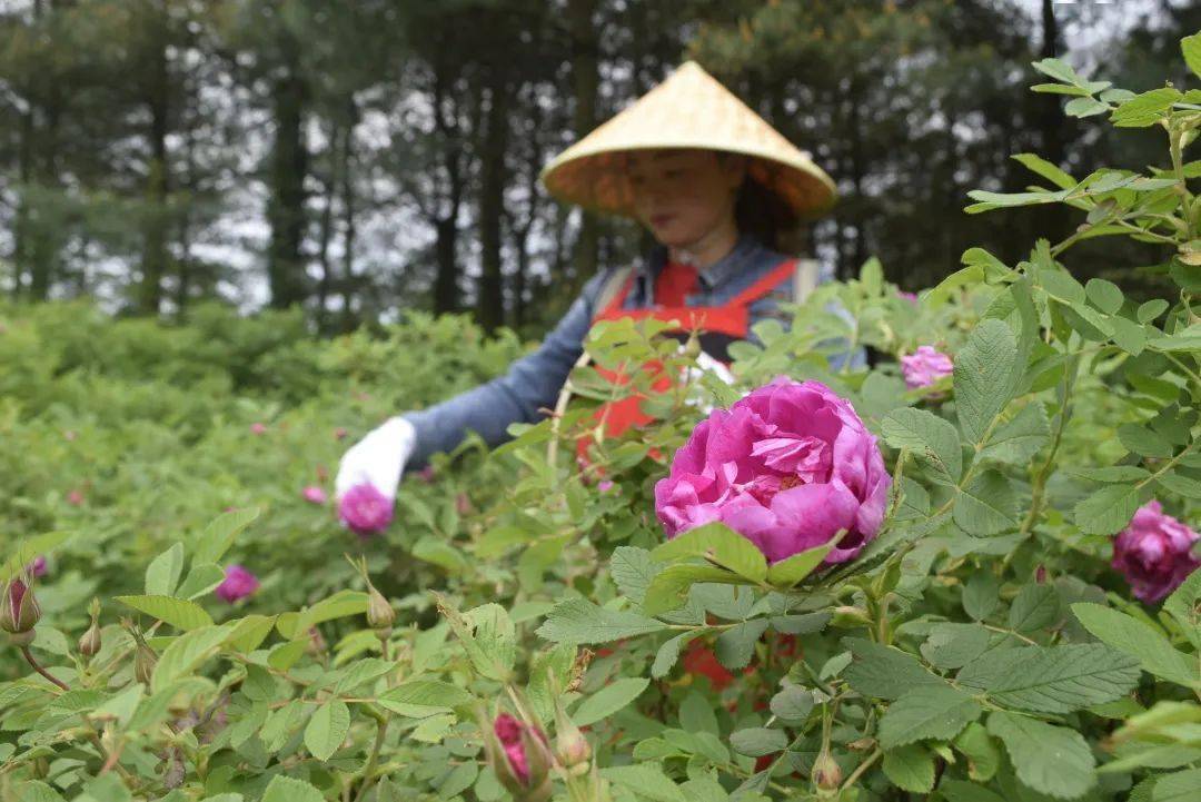 大馬士革玫瑰大馬士革玫瑰近日,貴州省貴陽市雙流鎮雙永村的漢王時空