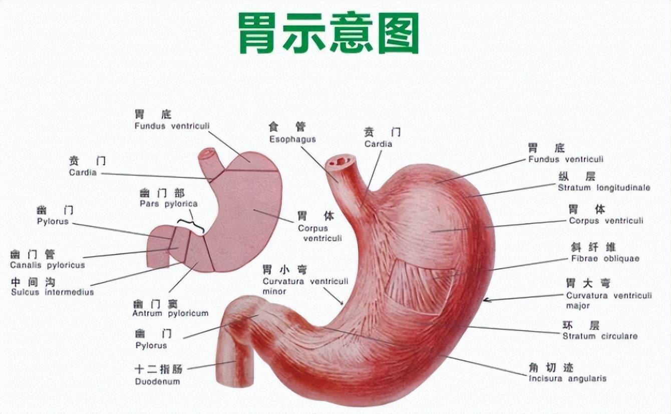 一、胃的解剖概述-超声诊断-医学