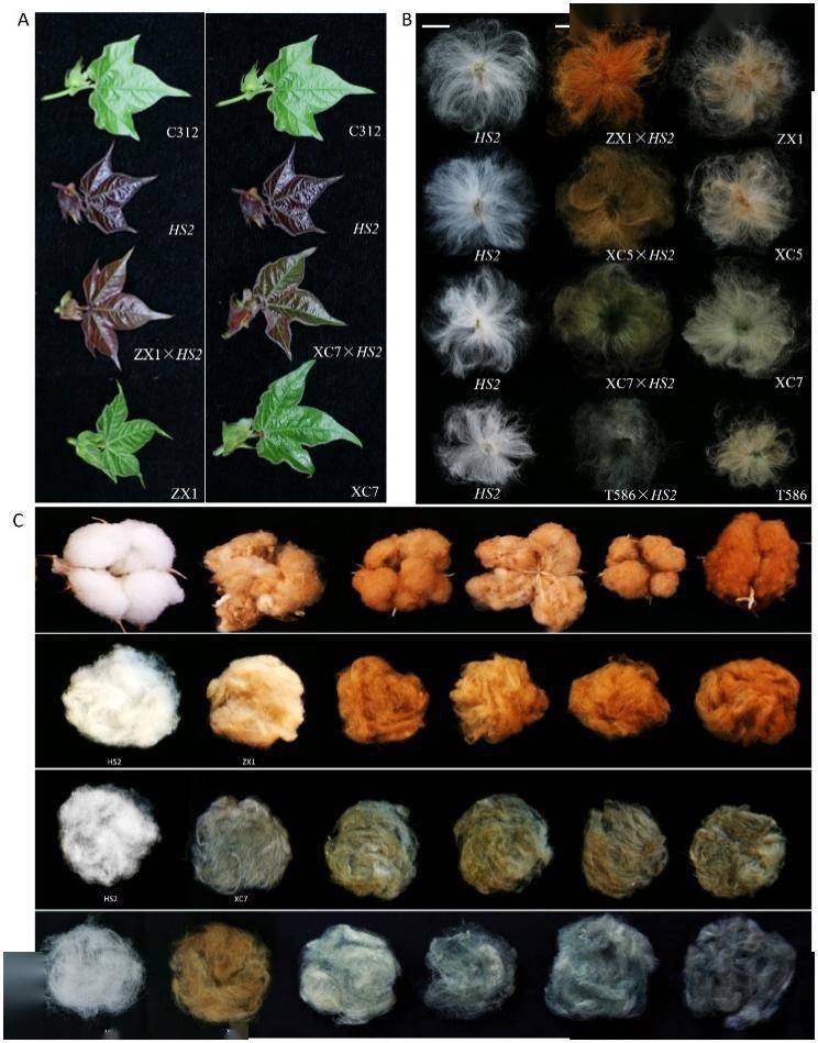 通过基因调控天然彩色棉新增亮眼色系