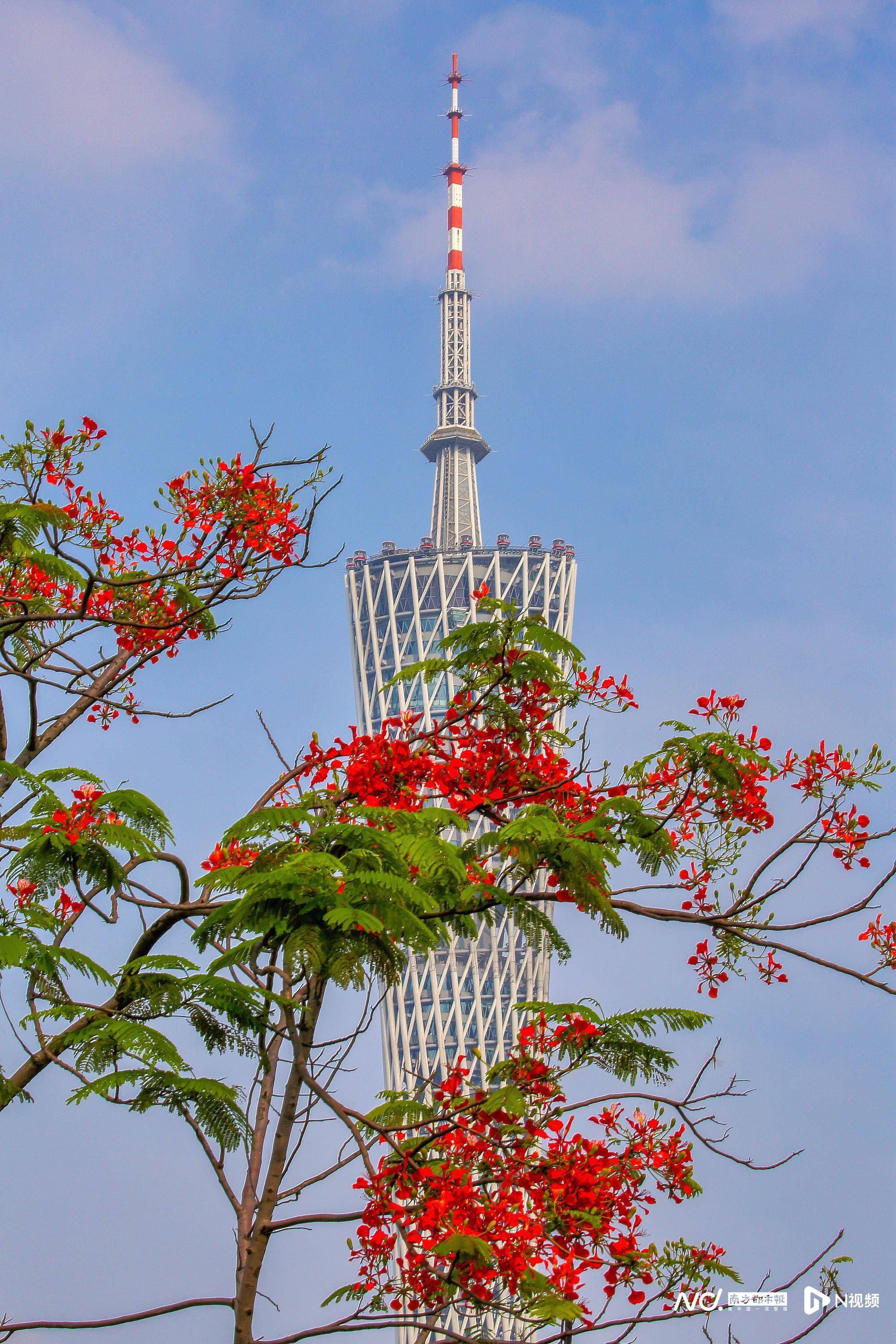 图集岭南毕业季凤凰花又开