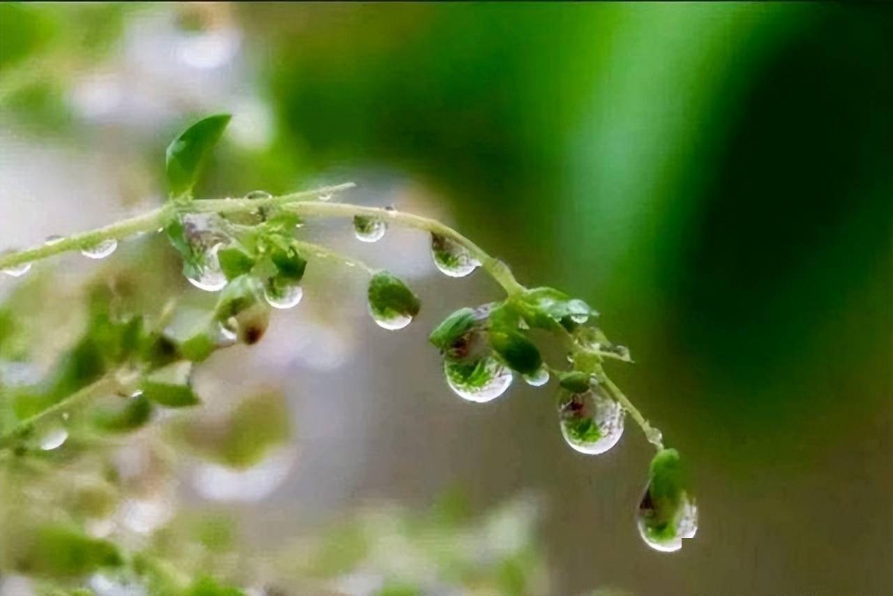 梅子黄时雨 读古人诗歌 黄梅雨是在五月还是六月 梅子正 白居易 九江