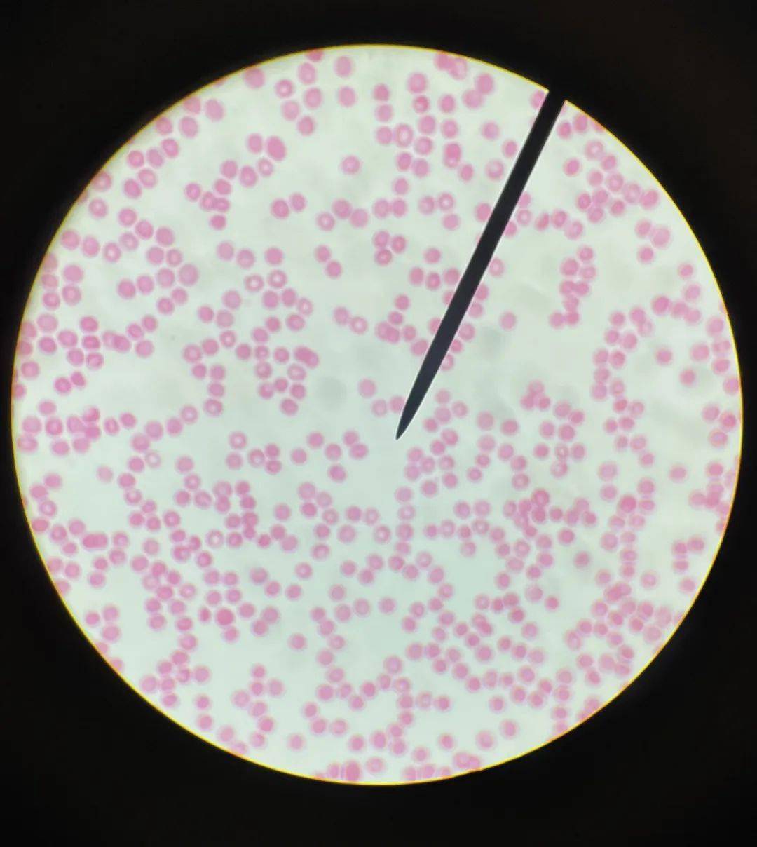 看见不同——云经尚品中英文小学特色科学课_细胞_显微镜_class