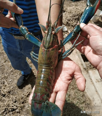 红螯螯虾的养殖技术_种植_池塘_水草