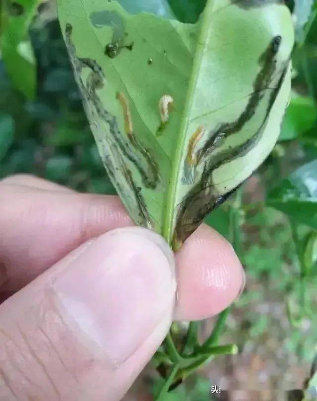 天氣開始變熱柑橘潛葉蛾開始作妖你準備好防治辦法了嗎