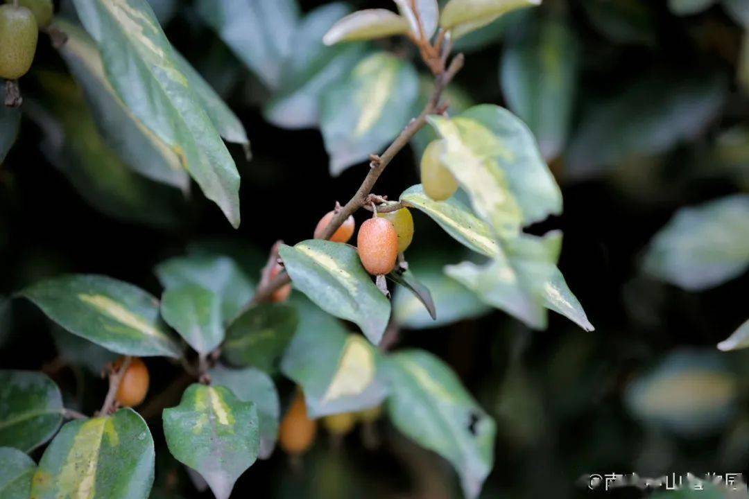 胡颓子品种很多,有钟花胡颓子,宜昌胡颓子,长叶胡颓子等长相大同小异