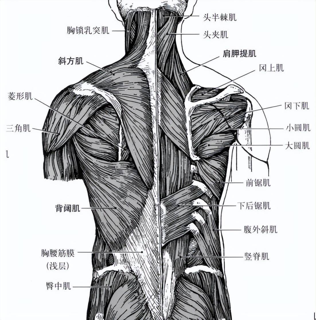 人身背部结构示意图图片