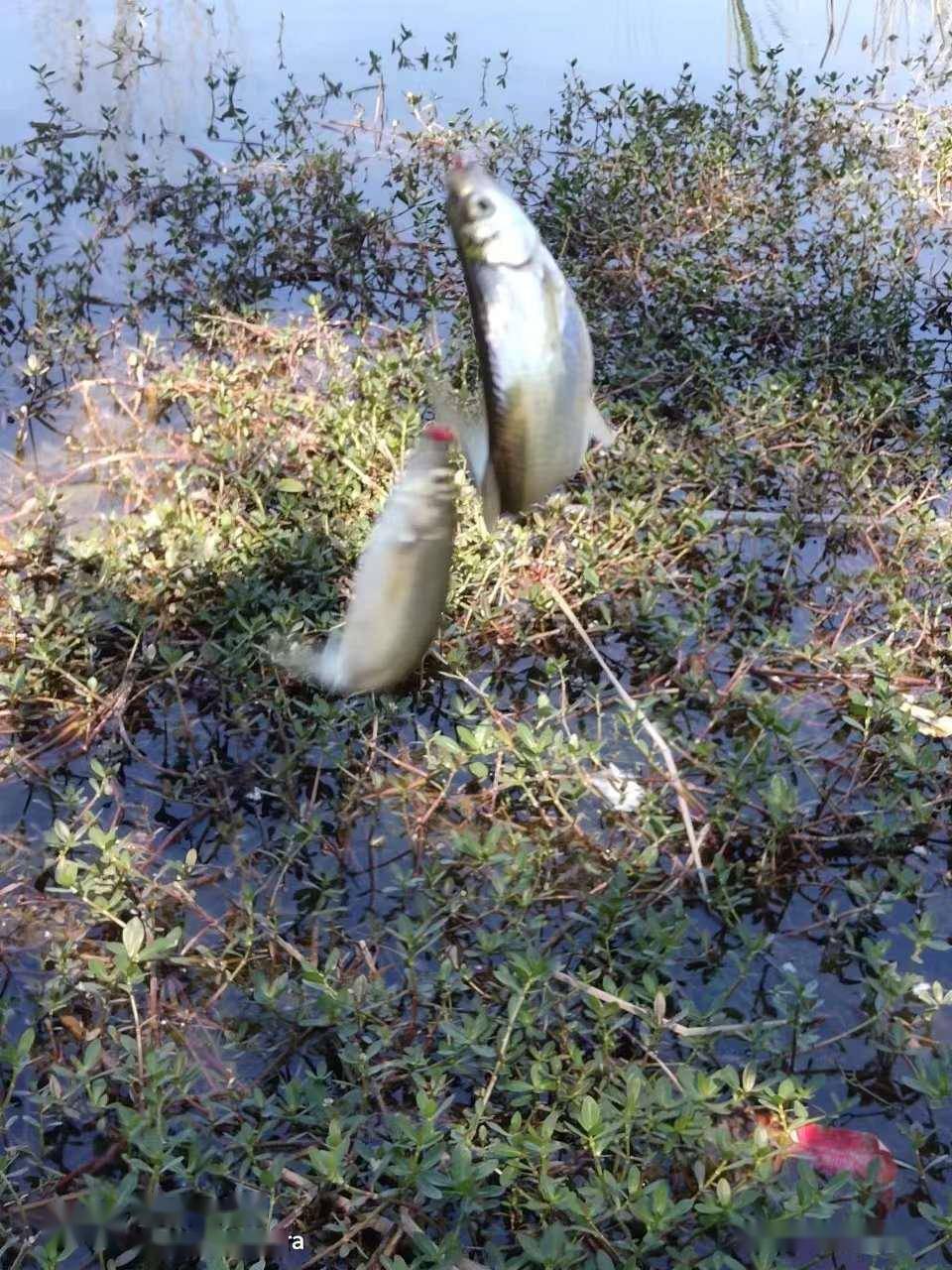 「撿垃圾」再探小小蘆葦蕩,浪裡白條瘋狂上_餌料_兒子_鯽魚