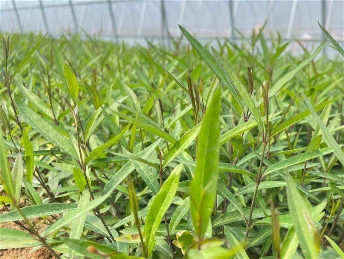 药草飘香专家来把脉 省中药材产业技术体系专家赴新洲指导白前生产_种植_繁育_白前