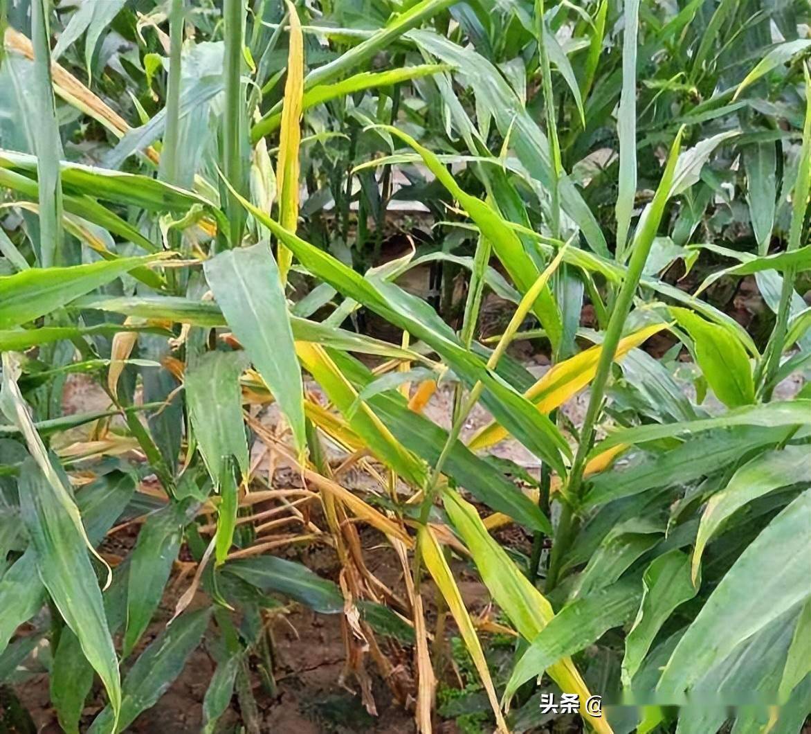 高温多雨易生姜瘟病,提前预防可避免_防治_种植_土壤