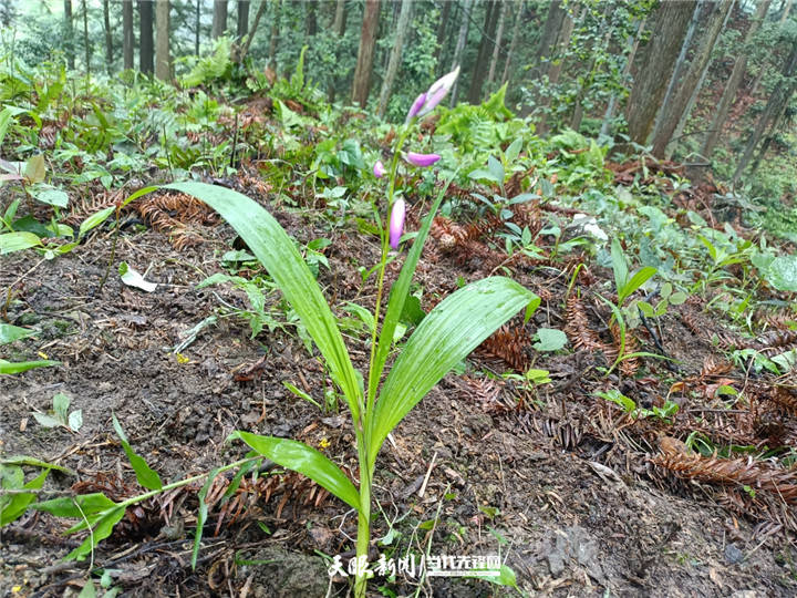 三穗武笔街道：白芨管护忙 “钱”景可观待丰收