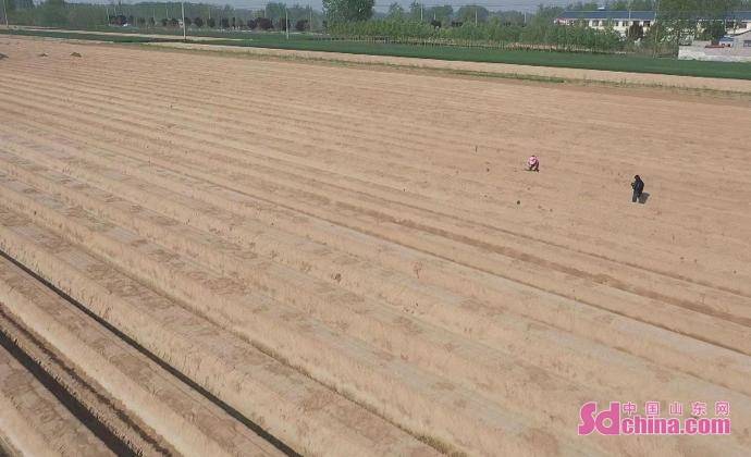 曹县芦笋种植面积图片