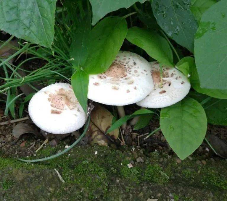 今天认识毒蘑菇五大青褶伞