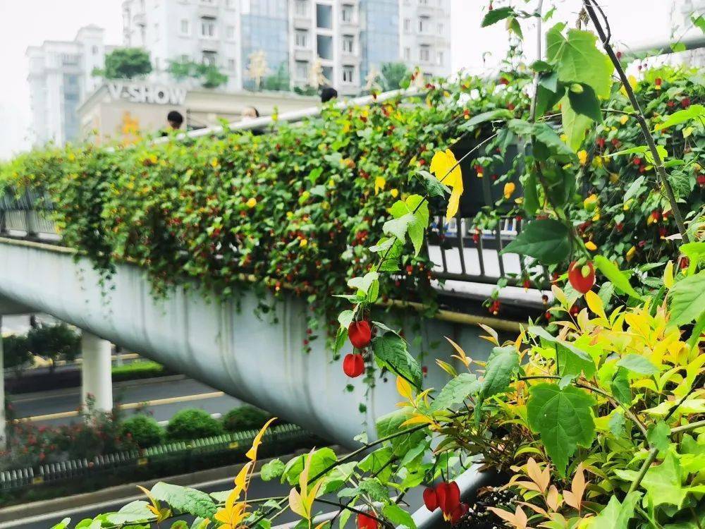 在植物配置方面,按春,夏,秋,冬季節選擇不同的耐旱節水植物,比如春季