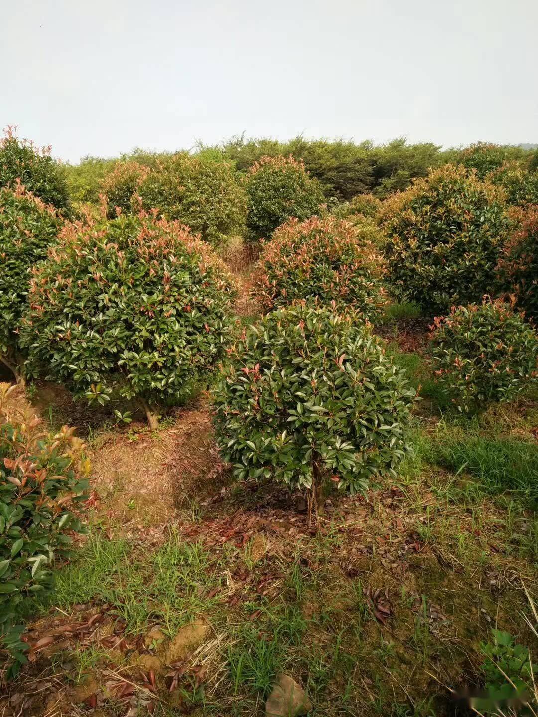 红叶石楠造型如何修剪?_植株_侧枝_可进行