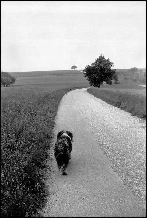 艾略特厄威特elliotterwitt