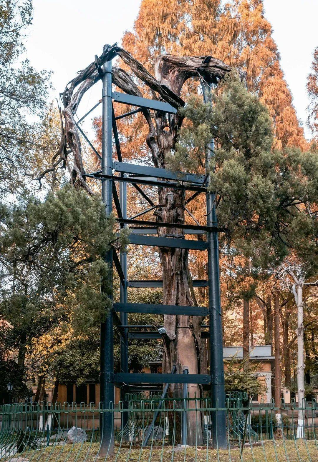 2021年11月,东南大学还邀请了植物专家采集六朝松的果实,并对其喷洒