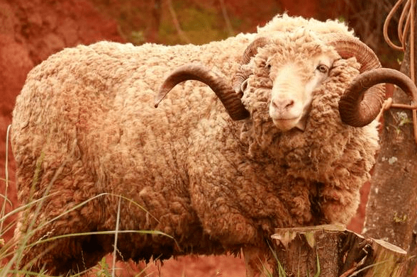 動物也瘋狂這屆躲羊羊大賽太精彩西澳的44斤竟然拿不了獎參賽選手一個