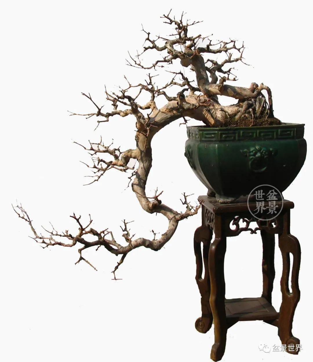 岭南大师代表作鉴赏_曾宪烨_盆景_作品